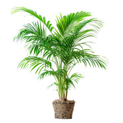 Areca nut palm plant isolated on a transparent background showcasing its lush green fronds and natural roots, Areca nutisolated on transparent background