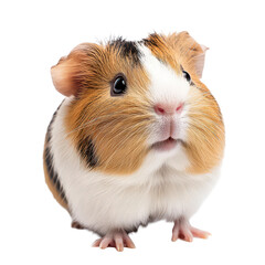 Fototapeta premium A charming guinea pig with fluffy fur posing adorably against a clean transparent background, a cute guinea pig posing, transparent background.