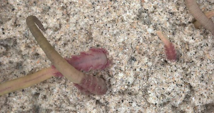 Colony of Arenicola marina worms close-up, class Polychaeta. They inhabit the intertidal zone and dig holes in silty-sandy soil. White Sea