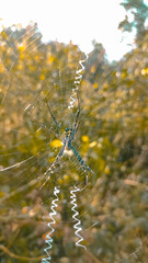 Argiope aemula spider on a web.