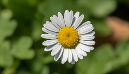 Fototapeta premium Exquisite daisy petals with yellow centers, a blend of natural wildness and gardening beauty.
