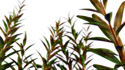 Obraz premium 3d rendering of Melaleuca alternifolia or commonly known as tea tree