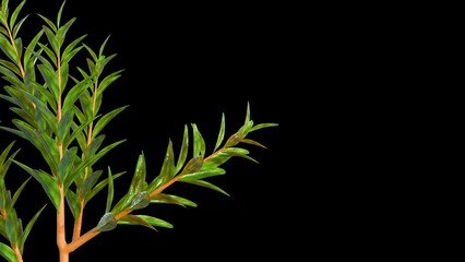 3d rendering of Melaleuca alternifolia or commonly known as tea tree