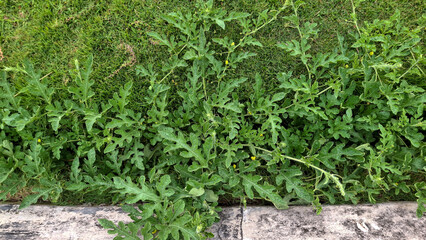 A lush green watermelon vine with distinctively lobed leaves growing along a concrete edge in a grassy area