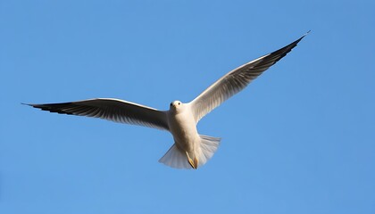 Obraz premium A seagull soaring in the vast blue sky, displaying the beauty of nature with its wide wings.