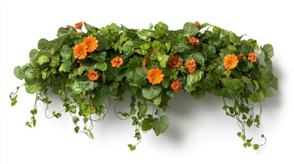 Fototapeta premium Tropical Jungle Vine with Small Orange Flowers