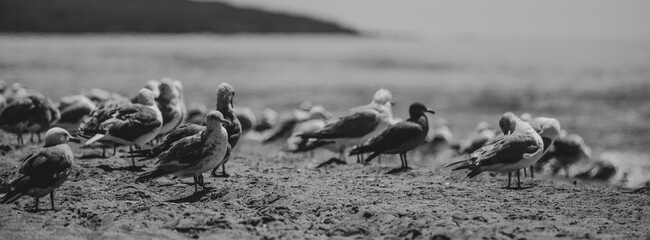 Colony of seagulls on coastline in black and white 