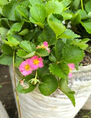 Pink Strawberry Flowers in a Garden