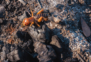 Jerusalem cricket walking over burnt wood 