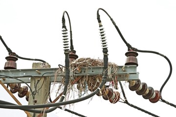 Bird nests on overhead power line pole