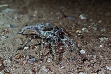 Tanzanian big and hairy spider, tarantula baboom.