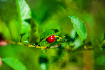 ladybug on leaf