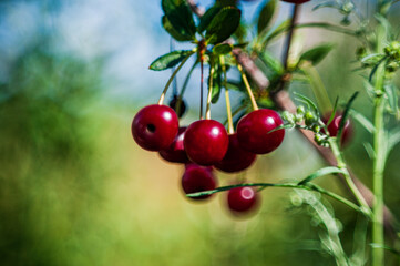 red cherries on a branch