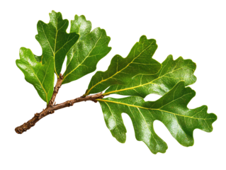 Green oak leaf branch, white isolate background