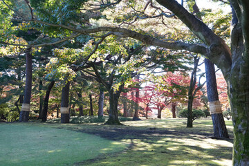 殿カ谷戸庭園の紅葉