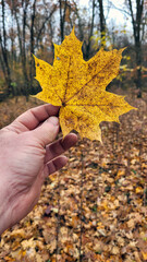 autumn leaf in hand. holds a dry fallen leaf with his fingers. autumn colors in the forest, season of falling leaves. beauty in nature, close-up. yellow maple leaf on a blurred background. travel