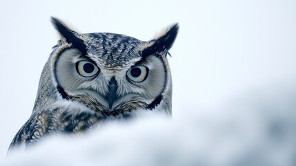 Majestic Owl Perched In Snowy Landscape