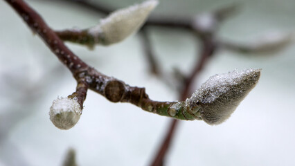 magnolia buds in ice. magnolia branch in early spring, close-up. Magnolia buds after the first snow. isolated on natural blurred background