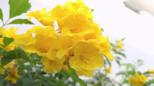 Beautiful Yellow Elder Of name Gold Yellow color trumpet flower,blurred of background beautiful in nature Flowering into a bouquet of flowers