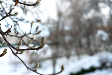 magnolia buds in ice. magnolia branch in early spring, close-up. Magnolia buds after the first snow. isolated on natural blurred background. beauty of nature. autumn park. cold season. space for text