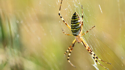 Argiope bruennichi. large wasp spider sits on a web on a blurry background. Argiope Bruennichi, spider wasp. a species of araneomorph spider. macro, black-yellow male spider. predator on the hunt