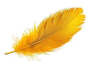 Fototapeta premium Vibrant yellow feather isolated on white background.