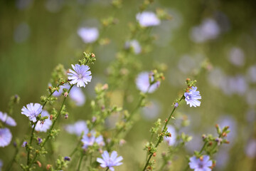 Chicory. beautiful meadow flower. Blue common chicory flower isolated on light blurred natural background. delicate blue wildflower close-up. nature macro photo. space for text. selective focus