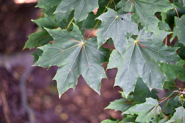 Acer. maple. green leaves on a tree branch. branch with young green leaves. tree leaves. spring morning, autumn season. beauty of nature, close-up. selective focus. background