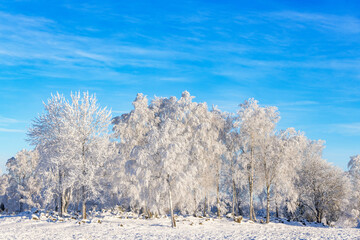 Beautiful winter landscape with frosty trees on a meadow