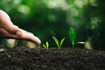 Seedlings in nature, Hand plant a tree and soil natural tree on green background for earth day to environment or sustainability. ESG,CSR concept. Care for the environmental. Business growing