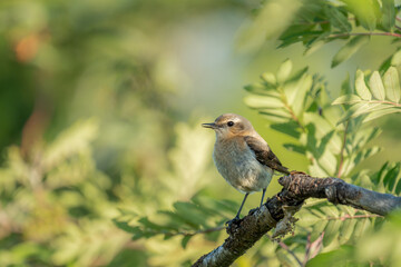 A Female Wheatear (Oenanthe oenanthe) perched on a branch of a rowan tree