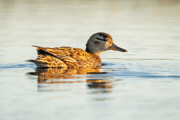 A common teal swimming in a pond in warm light of nightless night in Northern Finland