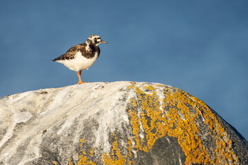 Turnstone (Arenaria interpres) standing on a rock in warm evening light. Bothnian Bay, Finland