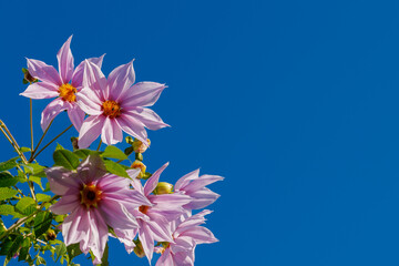 晩秋の晴天に皇帝ダリアの大輪が咲いていた