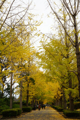 Fototapeta premium 銀杏並木