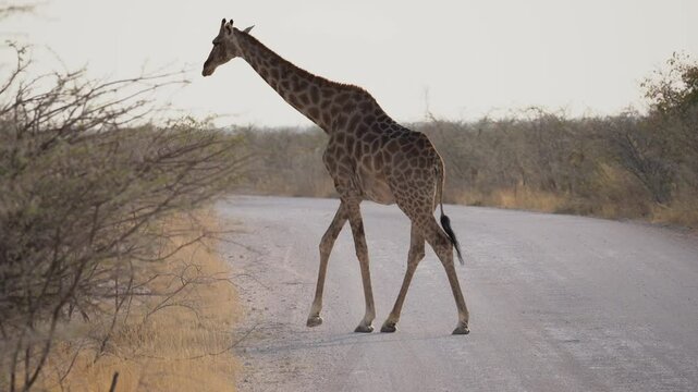 Giraffe walking s in the Etosha National Park in Namibia in Africa.