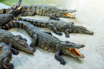 Crocodiles in the farm of crocodiles at Pierrelatte. several crocodiles bask in sun. animal breeding
