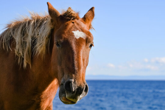 A close-up of a brown horse with a distinctive white star marking enjoying a sunny day in a rural pasture