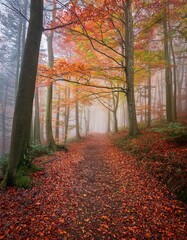 Fototapeta premium Colorful autumn forest in the morning with fog and sunbeams