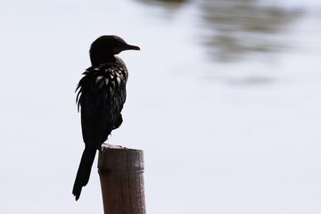 Silhouette of Little cormorant (Microcarbo niger) perching at shoreline
