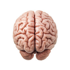 Brain, isolated, transparent background, png
