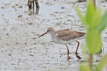 Common redshank (Tringa totanus) searching for food in mudflat near mangrove forest