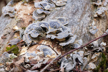 The Wood-destroying fungi growing on old trunks and stumps