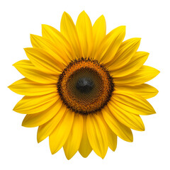 Fototapeta premium Close-up of a vivid yellow sunflower