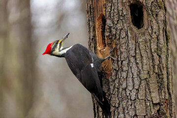 The pileated woodpecker ( Dryocopus pileatus).The bird native to North America.