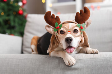 Cute beagle dog in Christmas deer horns and funny glasses lying on sofa at home