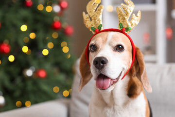 Cute beagle dog in deer horns near Christmas tree at home