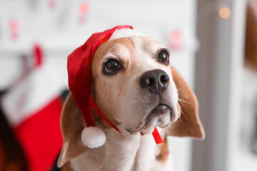 Cute beagle dog in Santa hat at home