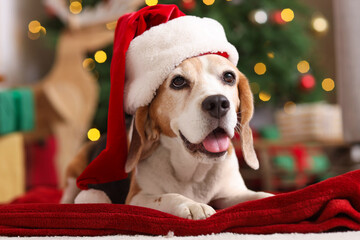 Cute beagle dog in Santa hat lying on floor near Christmas tree at home