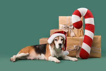 Cute beagle dog in Santa hat with Christmas gift boxes and candy cane toy lying on green background